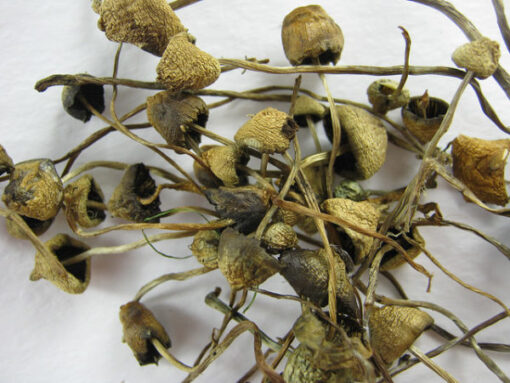 liberty cap mushroom