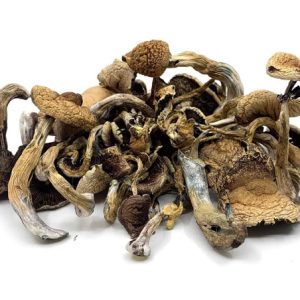 golden teacher mushrooms